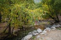 Bridge over a stream among birches, autumn