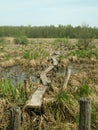 Bridge over the swamp