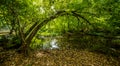 Bridge over troubled waters in the forest. White water rapids flow under the bridge Royalty Free Stock Photo