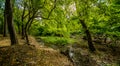 Bridge over troubled waters in the forest. White water rapids flow under the bridge Royalty Free Stock Photo