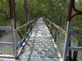 bridge in the mangrove forest to enjoy the beauty and research of mangroves