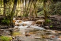 Bridge over a wooded stream in figueiro dos vinhos, leiria, portugal Royalty Free Stock Photo