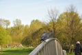 Bridge. railing. bird. pigeon eye. background. a park. grass. summer. body Royalty Free Stock Photo