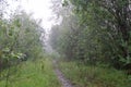 A bridge in the rain forest summer exotic