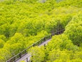 Bridge and rhizophora apiculata forest