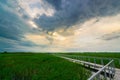 Bridge on rice field Royalty Free Stock Photo