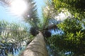 Coconut tree seen from bottom part Iguazu Park Argentina