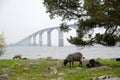 Bridge with sheeps Royalty Free Stock Photo