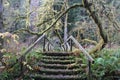 Steps Bridge Trail through a Mossy Forest