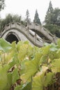 Bridge through lotus pond Royalty Free Stock Photo