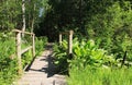 Bridge to forest