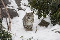 Snow Leopard Cub Pausing on Snow Path by Trees, Boulders