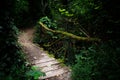 Bridge in the wood