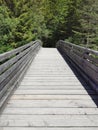 bridge wooden trees