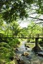 Bridges, bamboo, tropical rain forests
