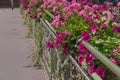 Colourful petunia flowers growing on a bridge in Strasbourg