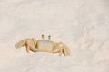 Bridgetown, Barbados - Sand crab at Brownes beach - Carlisle bay