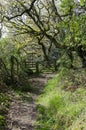 Bridle path,gateway into woodland. Royalty Free Stock Photo