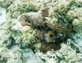 Bridled Clown Fish in Pacific Ocean Reef Royalty Free Stock Photo