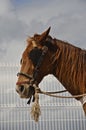 Bridled horse with blinds