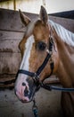 Bridled horse close-up