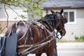 Bridled Horse by the Road