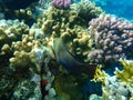 Bridled parrotfish, sixband or six-banded parrotfish, vermiculate parrotfish Scarus frenatus female undersea, Red Sea, Egypt