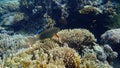 Bridled parrotfish, sixband or six-banded parrotfish, vermiculate parrotfish Scarus frenatus female undersea, Red Sea, Egypt