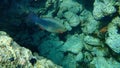 Bridled parrotfish, sixband or six-banded parrotfish, vermiculate parrotfish Scarus frenatus female undersea, Red Sea, Egypt