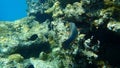 Bridled parrotfish, sixband or six-banded parrotfish, vermiculate parrotfish Scarus frenatus female undersea, Red Sea, Egypt