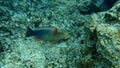 Bridled parrotfish, sixband or six-banded parrotfish, vermiculate parrotfish Scarus frenatus female undersea, Red Sea, Egypt