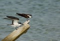 Bridled tern Royalty Free Stock Photo
