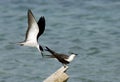 A pair of Bridled terns Royalty Free Stock Photo