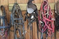 bridles for horses hanging in the barn-