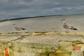 Seagulls on the old wall Royalty Free Stock Photo