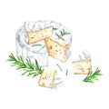 Brie, Camembert cheese and rosemary composition. Watercolor illustration isolated on white background Royalty Free Stock Photo