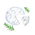 Brie, Camembert cheese and rosemary composition. Watercolor illustration isolated on white background Royalty Free Stock Photo