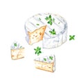 Brie, Camembert cheese with thyme herb. Watercolor illustration isolated on white background Royalty Free Stock Photo