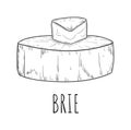 Brie cheese dairy product snack sketch drawing