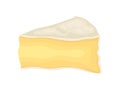 Brie cheese on white background. Vector illustration.