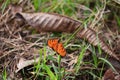 A Tawny Coster butterfly spreads its beautiful orange wings.