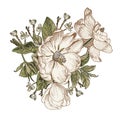 Brier dog rose rosehip Beautiful white blooming isolated realistic flowers Vintage Drawing engraving Vector victorian Illustration