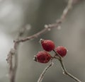 Brier fruit after frost in cold winter
