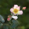 Brier (wild rose)