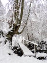 Brigde in the forest with snow