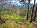 Brigh grass covered forest clearing