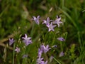 Brigh lilac harebell flowers - Campanula rotundifolia