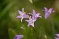 Bright lilac harebell flowers - Campanula rotundifolia