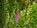 Brigh pink foxglove flowers in a green summer forest