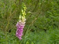 Brigh pink foxglove flowers in a green summer forest Royalty Free Stock Photo